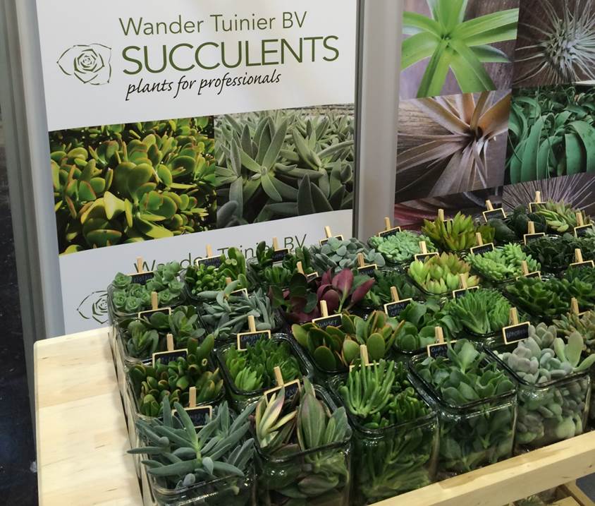 Pépinière Éco-Verdure: guide de survie pour plantes succulentes