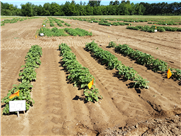 Évaluation de la tolérance et de l'efficacité de plusieurs herbicides à faible risque pour la santé et l'environnement dans la culture de la pomme de terre.