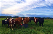 Production laitière et bovine : S'adapter aux changements climatiques