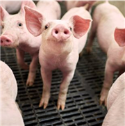 Stratégie pour des porcelets en santé sans antibiotique