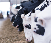Effets de la teneur en fibre et en amidon de la ration sur l'évolution du pH dans le rumen et le réticulum ainsi que sur la performance de production de vaches Holstein en lactation