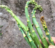 Gestion phytosanitaire tout au long de la saison, même après la récolte