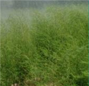 Irrigation : les avantages et les coûts