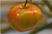 Fiche technique sur la maturation inégale de la tomate (mûrissement inégal, blotchy)