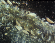 Fiche technique sur l'acariose bronzée de la tomate