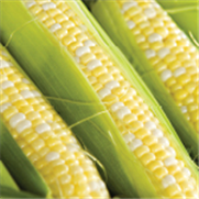 Maïs sucré, Fiche technique : La rouille commune dans le maïs sucré
