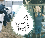 Utilisation des revenus du lait par minute au poste de traite pour la sélection des vaches et la rentabilité des fermes munies d'un système de traite robotisée