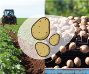 Nouvelles mesures règlementaires pour les pesticides en milieu agricole - Qu'en est-il pour la culture de la pomme de terre?