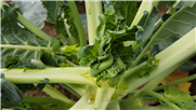Détermination de seuils d'intervention et de la fréquence de dépistage optimale afin d'améliorer la lutte à la cécidomyie du chou-fleur (Contarinia nasturtii Kieffer) dans la culture du brocoli au Québec.