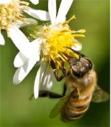 Sélection génomique de lignées d'abeilles VSH (Varroa Sensitive Hygiene) résistantes à la varroase