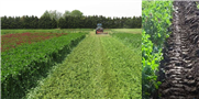 Legume cover crops provide N to corn during a 3-year transition and in the 1st and 2nd year of organic farming