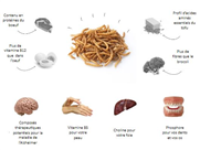 Tour d'horizon des entotechnologies