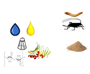 Défis et enjeux liés à l'utilisation des insectes pour l'alimentation humaine