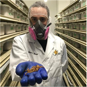 La biosécurité et les ennemis de la production d'insectes