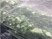 Évaluation de l’impact de l’utilisation de filets anti-drosophile sur la fraise à jour neutre au niveau de la pollinisation, des maladies et des autres insectes, 