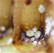 VSH ou SMR : les traits de résistance aux varroas enfin expliqués 