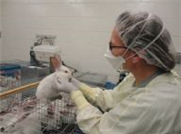 Rapport - Amélioration de la qualité microbiologiqueet de l'innocuité de la viande de lapin