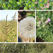 Malherbologie, Bulletin d'information No 3 : Résistance des mauvaises herbes aux herbicides saison 2019 - Résultats partiels