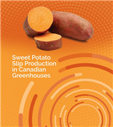 Production de ''slip'' de patate douce en serres au Canada 