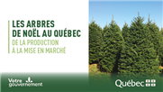 Les arbres de Noël au Québec - de la plantation à la mise en marché