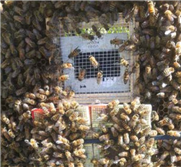 Hivernement en banques des reines de l’abeille domestique au Canada