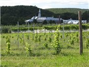 Caractéristiques agronomiques des cépages cultivés au Québec et résumé de l'état des connaissances sur la protection contre le gel