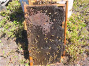 Six pierres dans la bottes de l'apiculteur