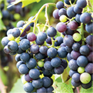 Vigne, Bulletin d'information No 2 : Le cuivre en viticulture