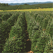 Arbres de Noël, Bulletin d'information No 3 : Le désherbage des plantations d'arbres de Noël