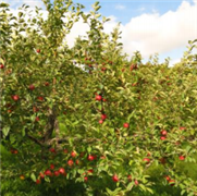 Recherche de nouvelles variétés de pommes à potentiel commercial dans la MRC La Côte-de-Gaspé