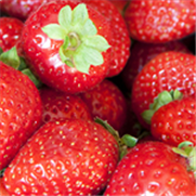 Fraise, Fiche technique : Le bronzage sur fraises associé aux thrips