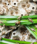 Fiche économique : élevage d’insectes comestibles