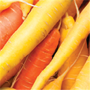 Carotte et céleri, Bulletin d'information No 2 : Principaux insecticides et fongicides homologués en 2020 dans la carotte