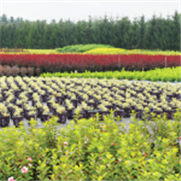 Pépinières ornementales, Bulletin d'information No 6 : Les herbicides homologués en pépinières ornementales