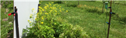 Évaluation du potentiel des bordures florales à accroître la biodiversité fonctionnelle dans les cultures pérennes (fiche synthèse)