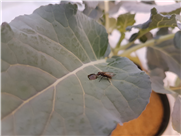 Développement d'une stratégie de lutte contre la mouche du chou à l'aide de l'appât insecticide GF-120.