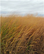 Rapport final des activités 2018-2019 du Réseau des Plantes Bio-industrielles du Québec