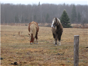Les plantes toxiques pour les chevaux