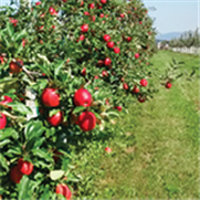 Pommier, Bulletin d'information No 3 : Répertoire automne-hiver des événements virtuels pour les producteurs de pommes du Québec