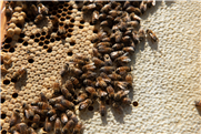 Réseau apicole - Bulletin zoosanitaire : petit coléoptère de la ruche (octobre 2020)