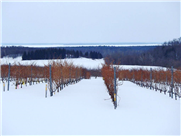 Suivi de la résistance des bourgeons au froid durant la saison hivernale 2020-2021 Bulletin 4