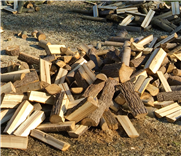 Bois de chauffage de peuplier hybride produit sur la ferme