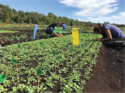 Utilisation des bioinsecticides seuls ou combinés à des lâchers de prédateurs naturels pour lutter contre les ravageurs de la roquette