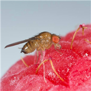 La drosophile à ailes tachetées - Nouvelles avancées sur la méthode des lâchers de mâles stériles