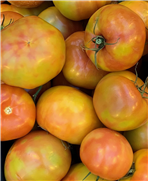 Présentation 1 de 4 sur le virus du fruit rugueux brun de la tomate: Que sait-on actuellement sur le virus de la rugose ? 