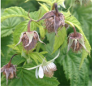 Comparaison des niveaux de contrôle obtenus contre Cladosporium sur les framboises par des biofongicides vs les fongicides conventionnels de la régie du producteur