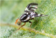 Pollinisation: entrée et sortie des ruches - Comment éviter la dissémination de la mouche du bleuet
