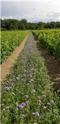 Fiche sur les cultures de couverture pour les vignobles