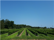 Fiche synthèse sur les cultures de couverture pour les vignobles