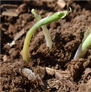 Ver-gris moissonneur